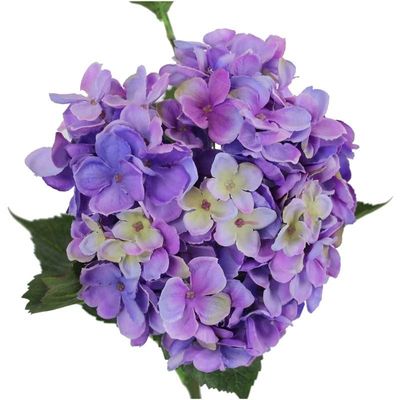 Large Hydrangea Lilac (20cm x 100cm)