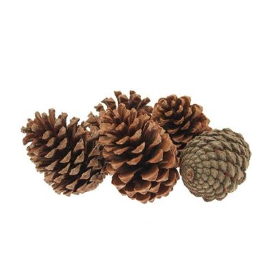 Maritima Pine Cones  (x25) (5-10cm)