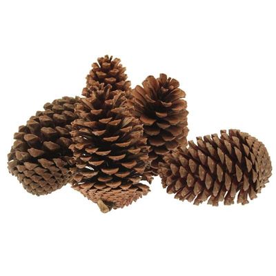 Maritima Pine Cones  (x25) (14-18cm)