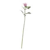Celia Rose Antique Pink (71cm)