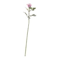 Celia Rose Antique Pink (71cm)
