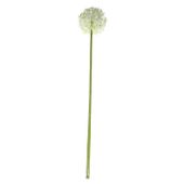 Single Allium Cream/White (76cm)