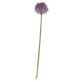 Single Allium Lavender (76cm) 