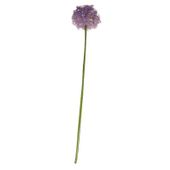 Single Allium Lavender (76cm) 