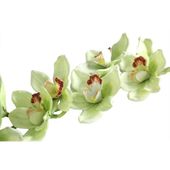 Real Touch Large Cymbidium With 9 Flowers Green (36 inch)