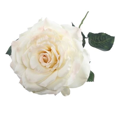 Aidde Rose Cream  (74cm)