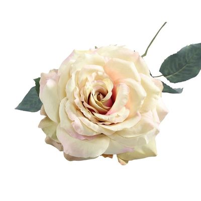 Aidde Rose Cream Blush (74cm)