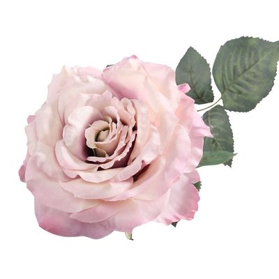 Aidde Rose Antique Pink (74cm)