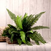 Boston Fern 
