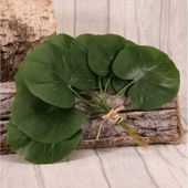 Galax Leaf Pack of 12 