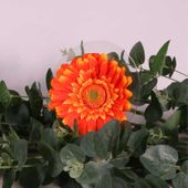Single Gerbera Orange (62cm)