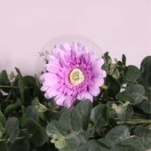 Single Gerbera Purple (62cm)
