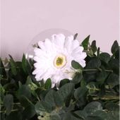 Single Gerbera White (62cm)