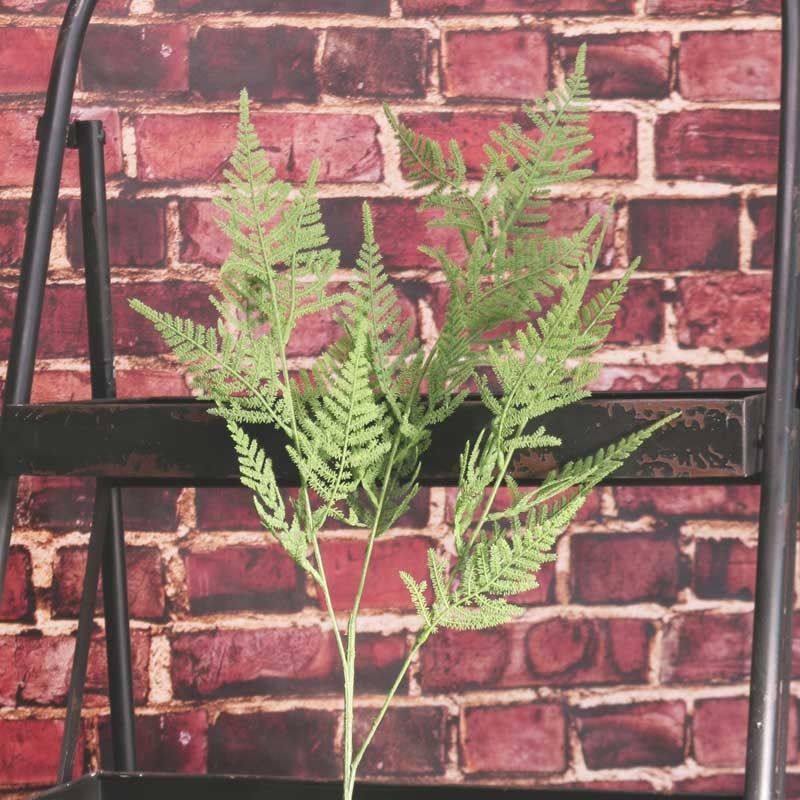 Asparagus Fern Spray APAC