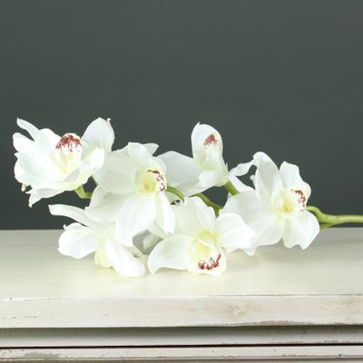 Tintagel Cymbidium Orchid White (12/60)