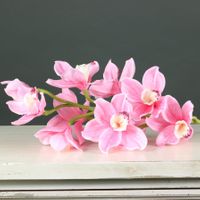Tintagel Cymbidium Orchid Pink (12/60)