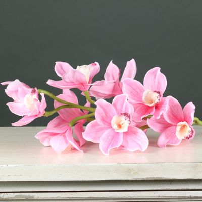 Tintagel Cymbidium Orchid Pink (12/60)