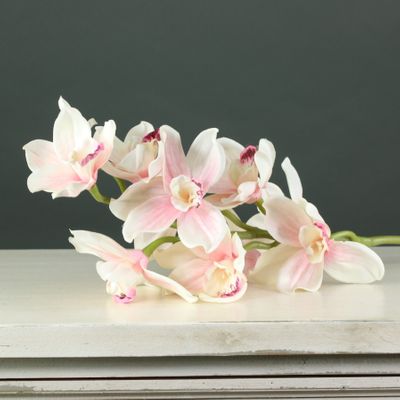 Tintagel Cymbidium Orchid Light Pink  (12/60)