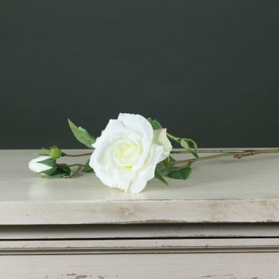 Tintagel Spray Rose White (24/240)