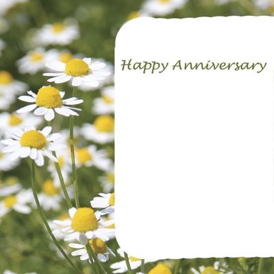 Happy Anniversary - Daisies  x50 (12)
