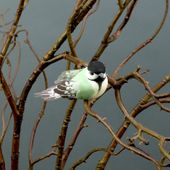 Set of 2 x 7.5cm Sitting Bird Green w/clip