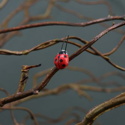 Pk12 x 1cm Ladybird w/adhesive