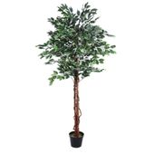 180cm Varigated Ficus Tree  (1/2)