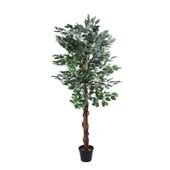 150cm Varigated Ficus Tree (1/2)