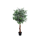 120cm Varigated Ficus Tree l(1/2)