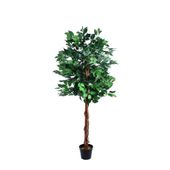 150cm Green Ficus Tree  (1/2)