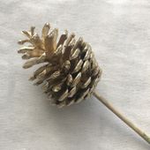 Gold Nigra Cones on 25cm Stem (x100pcs)