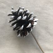 White tipped Nigra Cones on 25cm Stem (x100pcs)