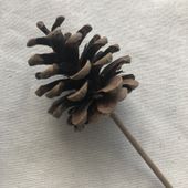 Natural Nigra Cones on 25cm Stem (x100pcs)