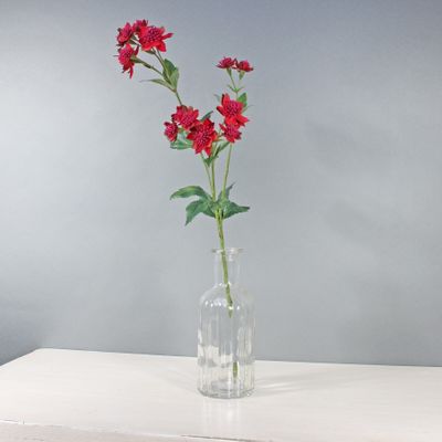 Astrantia W/14 Flowers Dusky Pink (50cm)