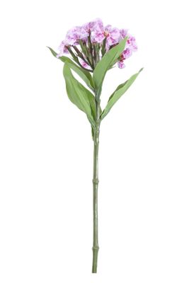 Real Garden Dianthus on Short Stem Purple (32cm)