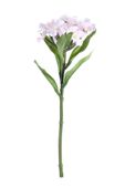 Real Garden Dianthus on Short Stem Cream/Pink (32cm)