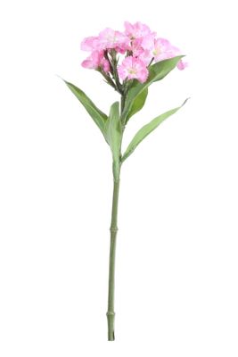 Real Garden Dianthus on Short Stem Dark Pink (32cm)