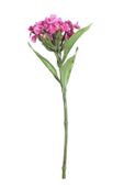Real Garden Dianthus on Short Stem Pink (32cm)