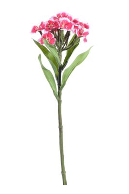 Real Garden Dianthus on Short Stem Beauty (32cm)