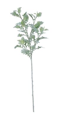 Extra Large Display Dusty Miller (108cm)
