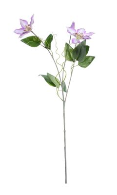 Real Garden Clematics Lilac (76cm)
