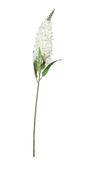 Fantasia King Hyacinth Cream
