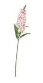 Fantasia King Hyacinth Pink