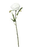 Fantasia Rose Cream
