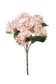 Fantasia Hydrangea Bush Pink