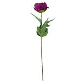 Arundel Garden Peony Purple (24/192)