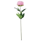 Arundel Garden Peony Dusky Pink (24/192)