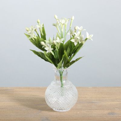 White Stephanotis Bush (36/432)