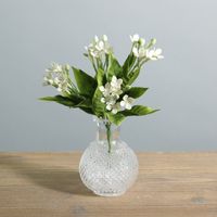 White Jasmine Bush (36/432)