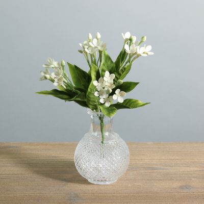 White Jasmine Bush (36/432)
